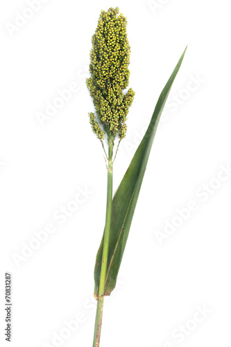 Fotografie pannocchia di sorgo_ sfondo bianco