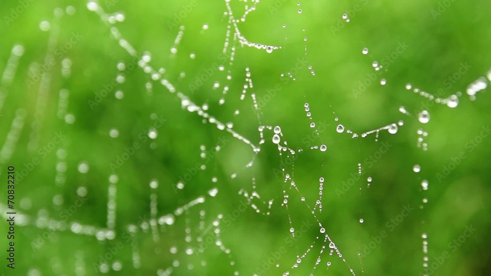 close up of water drops on spider web close up of water drops on spider web