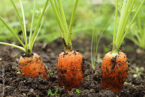 carrot