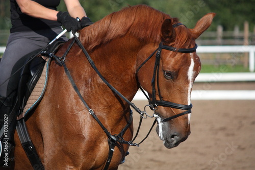 Chestnut sport horse portrait in summer © virgonira