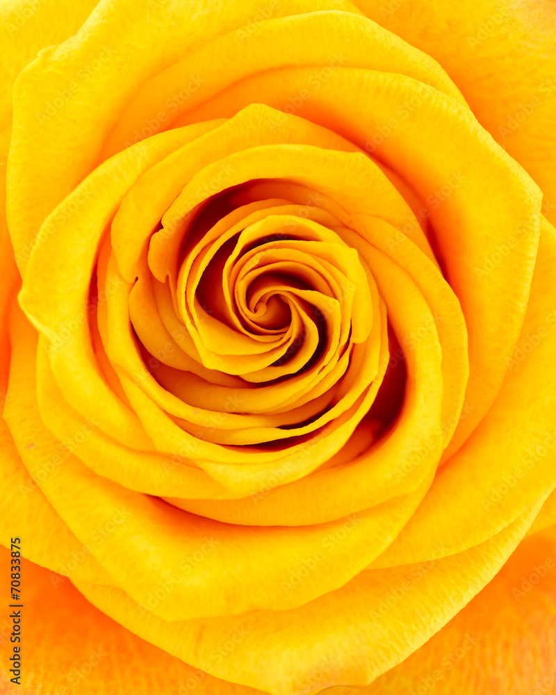 Yellow with red rose closeup Yellow with red rose closeup