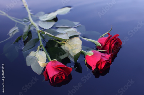 Roses on the water