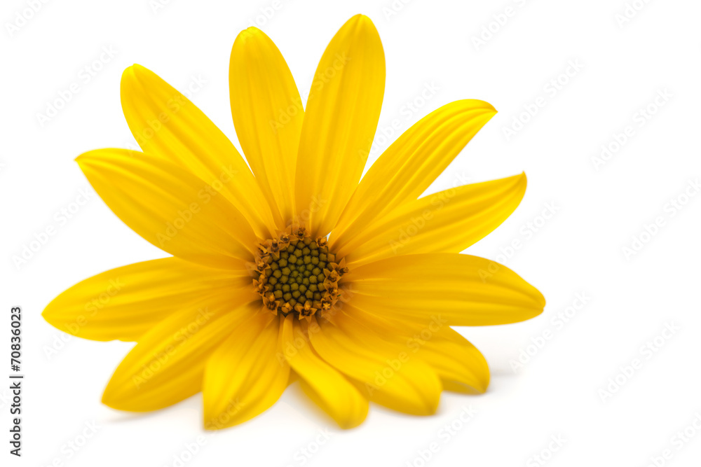 Obraz premium Yellow Flower