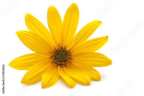 Fototapeta Naklejka Na Ścianę i Meble -  Yellow Flower