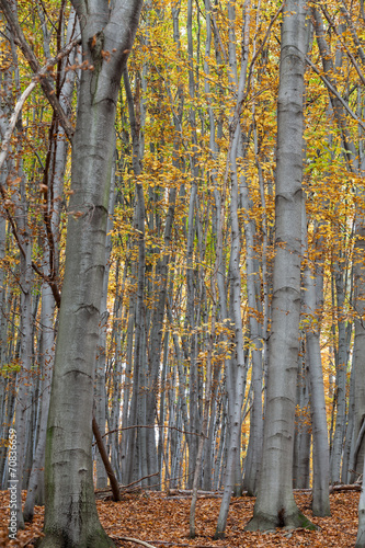 silver beech tree against the dry leaves