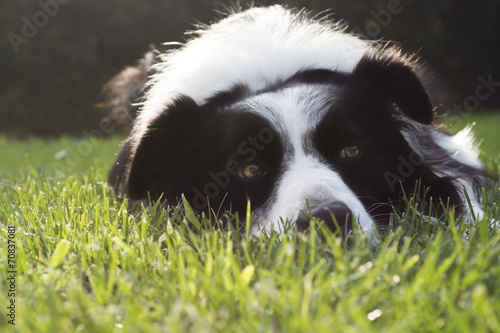 border collier eyes