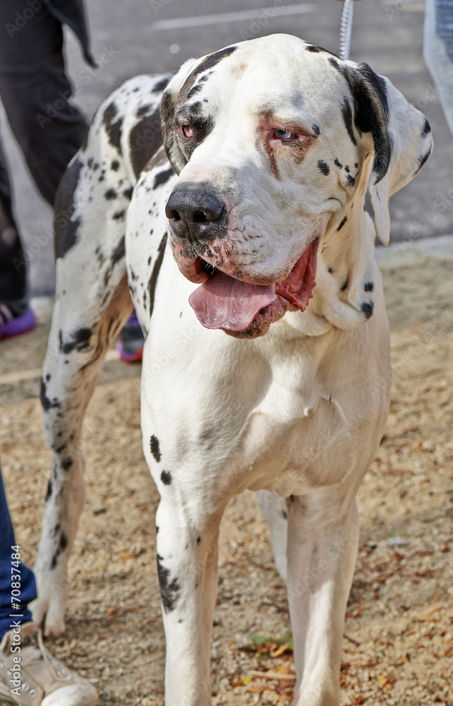 A large Great Dane dog standing with leash.