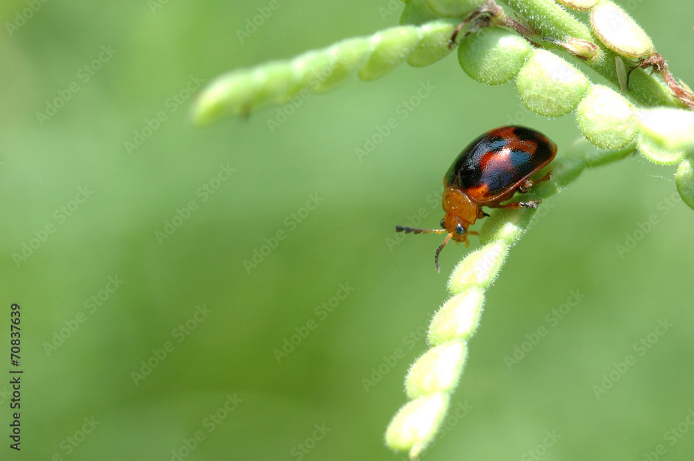 ladybug on a green leaf macro ladybug on a green leaf macro