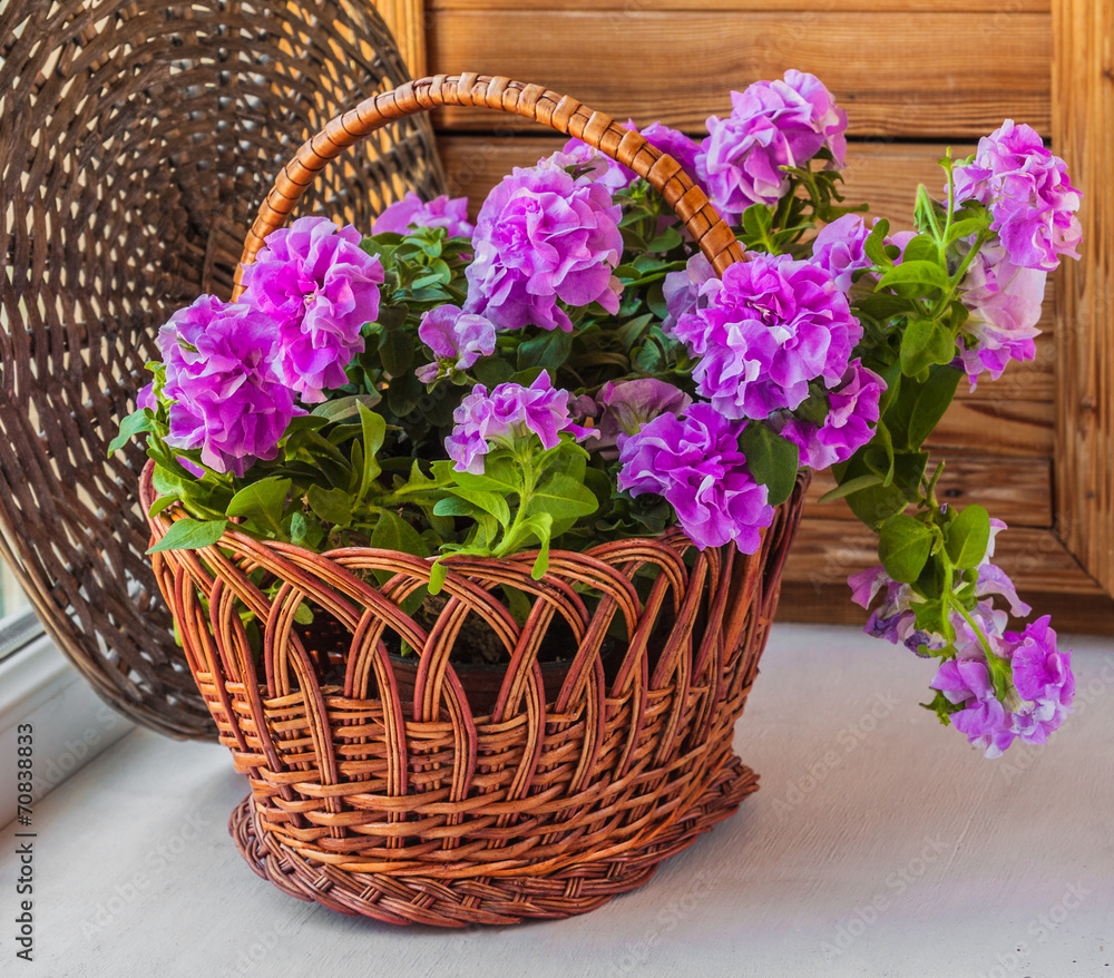 Double petunia in a basket Double petunia in a basket