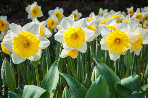 Fototapeta Naklejka Na Ścianę i Meble -  daffodils in blooming