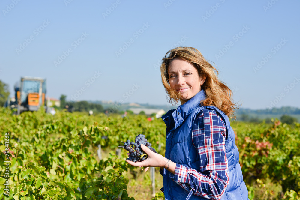 Naklejka premium cheerful young woman harvesting grapes in vineyard