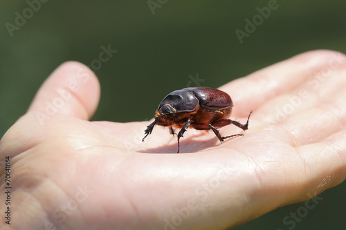 Fotografi chafer