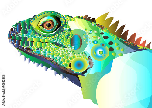 lizard
