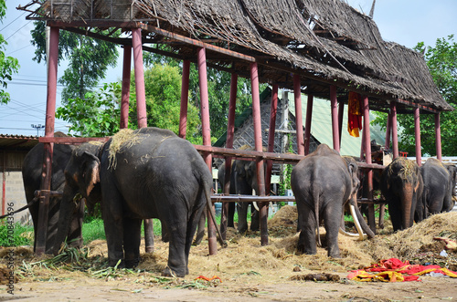 Thai Elephant in conservation center camp
