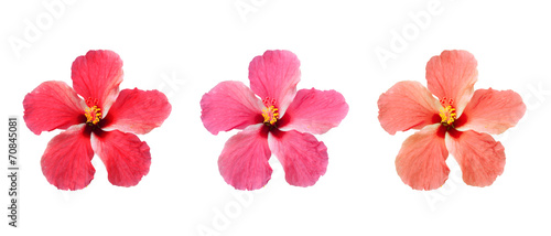 Hibiscus isolated on white background.