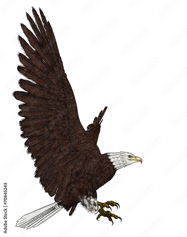 Discover 73 flying eagle pencil sketch super hot  seveneduvn