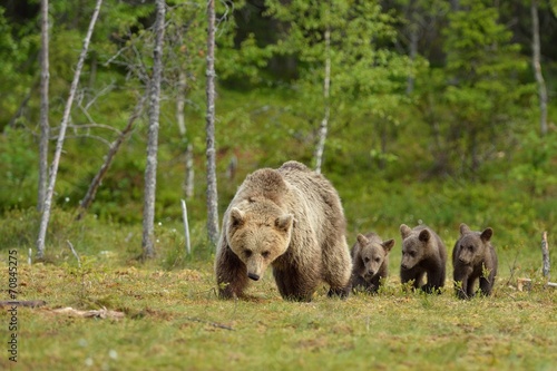 Wallpaper Mural Brown bear with cubs Torontodigital.ca