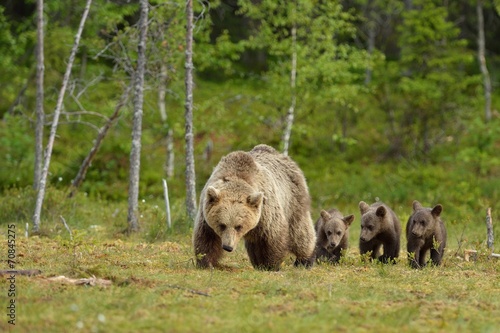 Brown bear with cubs