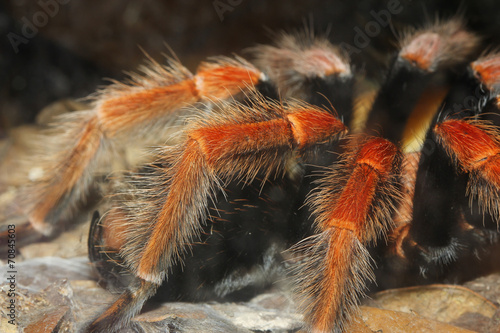 close up Tarantula spider, Brachypelma Boehmei photo