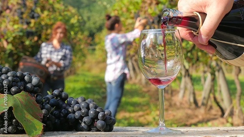 grape harvest in a sunny day