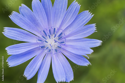 Fototapeta kuchenna Chicory flower