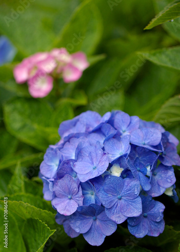 紫陽花