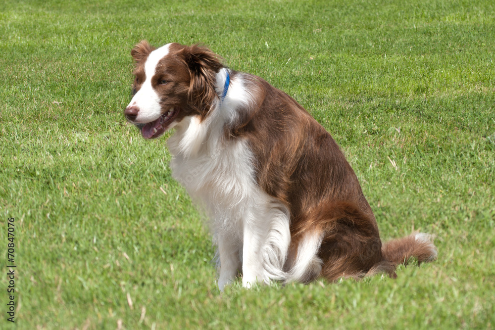 Collie with blue collar Collie with blue collar