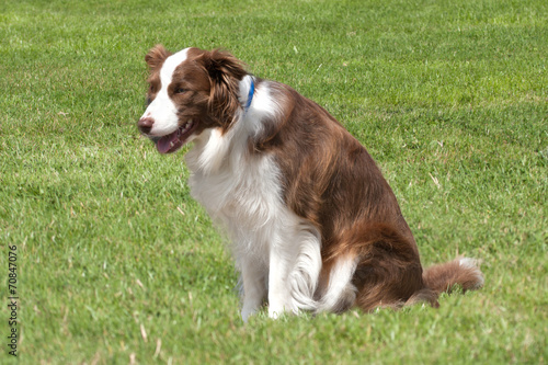 Collie with blue collar