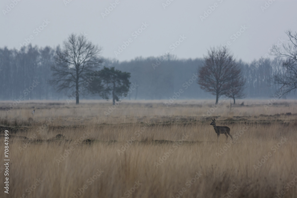 Germany, North Rhine-Westphalia, Luebbecke, landscape with bare trees and roe deer, Capreolus capreolus, at Hiller Moor by twilight Germany, North Rhine-Westphalia, Luebbecke, landscape with bare trees and roe deer, Capreolus capreolus, at Hiller Moor by twilight
