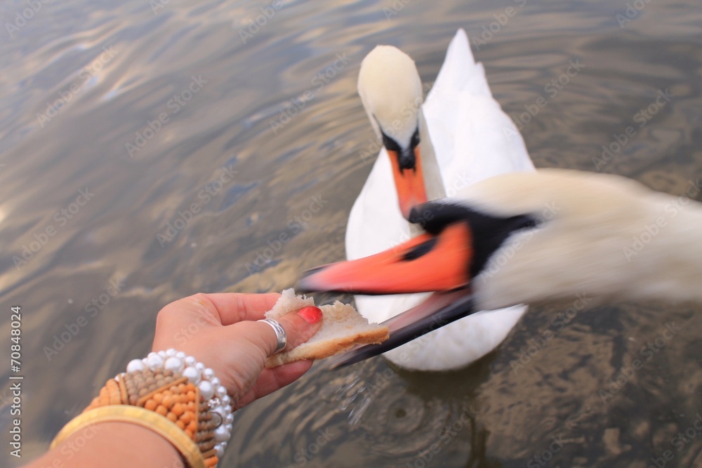 Obraz premium snatching swan