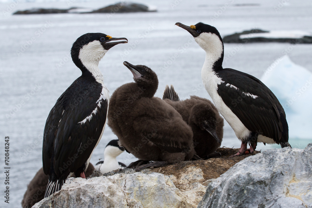 Obraz premium blue-eyed Antarctic cormorant family near nest of the Antarct