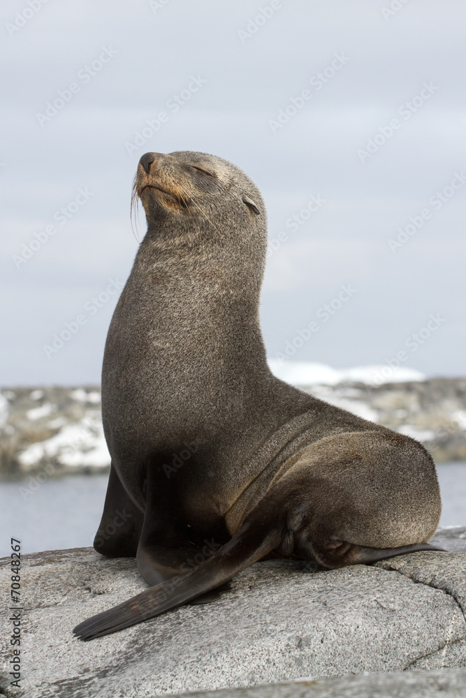 Fototapeta premium fur seal sitting on a rock with her eyes closed