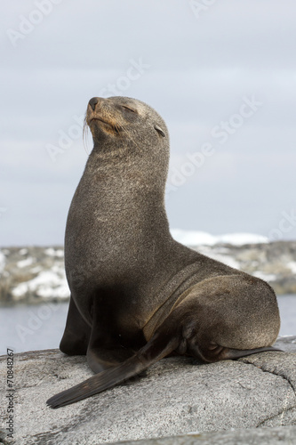 fur seal sitting on a rock with her eyes closed