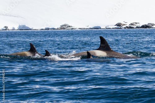 group of female assassins diving whales in Antarctic waters on a