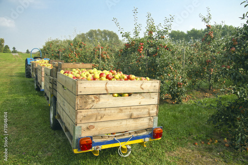 Germany, Hamburg, Altes Land, apple picking photo