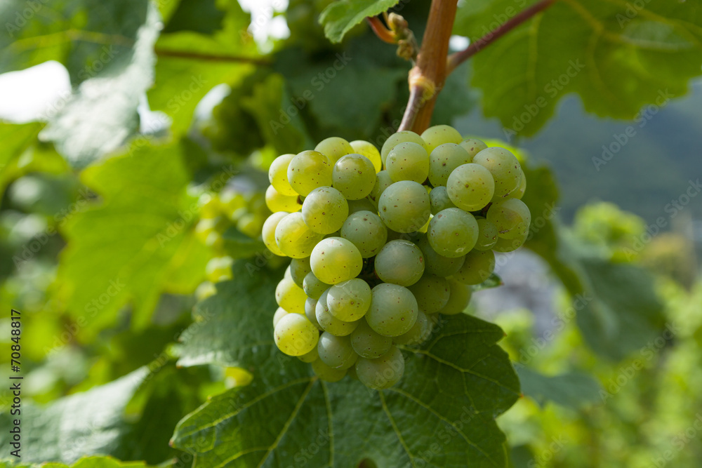 Weinstock, Rebe und Traube Weinstock, Rebe und Traube