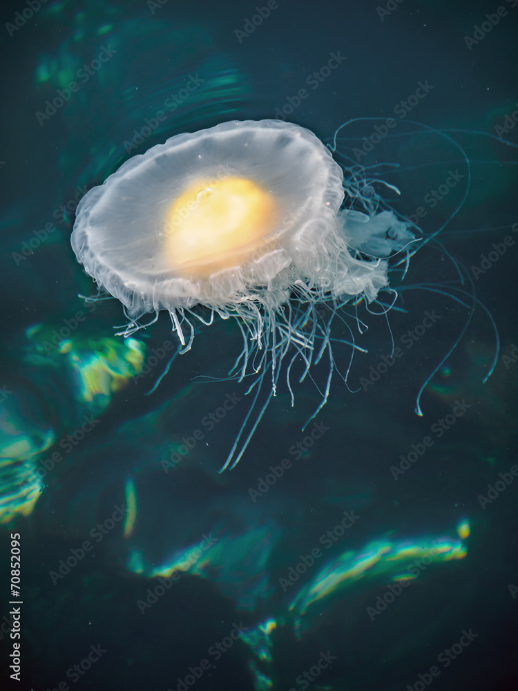 Fototapeta premium Fried Egg Jellyfish (Phacellophora camtschatica)