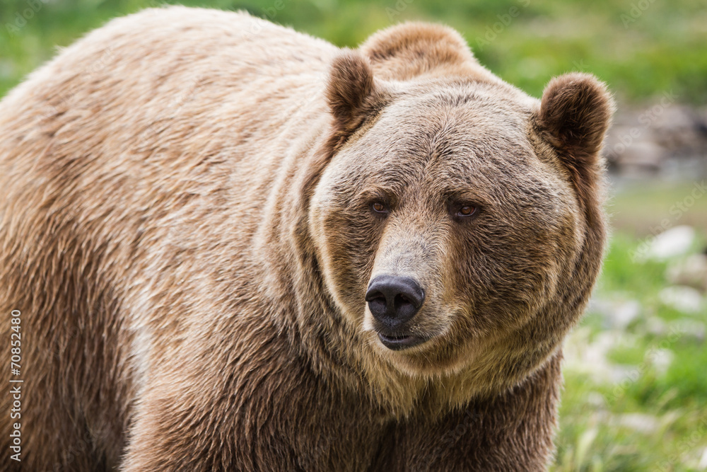 Fototapeta premium grizzly bear