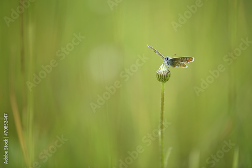 Brown argus, Aricia agestis, sitting on a bud photo