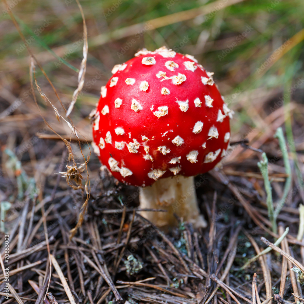 Close-up of toadstools in a forest Close-up of toadstools in a forest