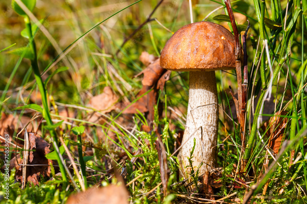 mushroom in the forest mushroom in the forest
