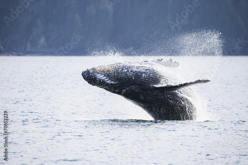 USA, Alaska, Seward, Resurrection Bay, jumping humpback whale Megaptera novaeangliae