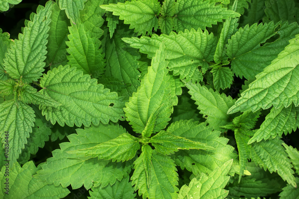 Nettle background Nettle background