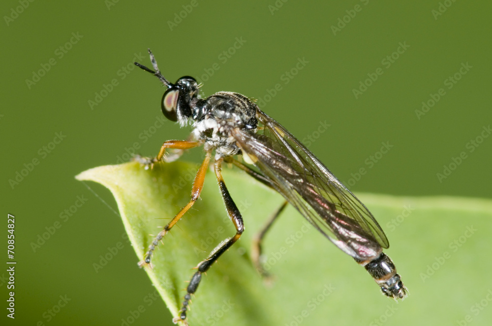 Dioctria linearis macro