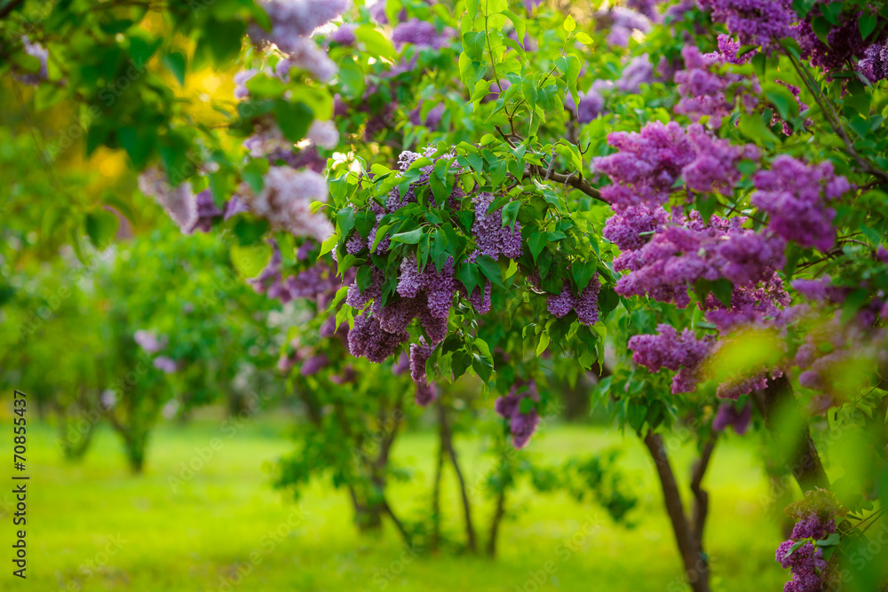 Obraz premium lilac bushes. flowers close up