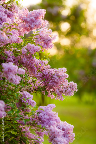 Fototapeta Naklejka Na Ścianę i Meble -  lilac bushes. flowers close up