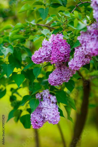 Fototapeta Naklejka Na Ścianę i Meble -  lilac bushes. flowers close up