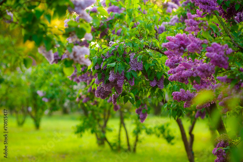 Fototapeta Naklejka Na Ścianę i Meble -  lilac bushes. flowers close up