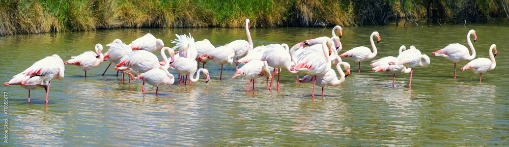 Fototapeta premium Colonie de flamants roses