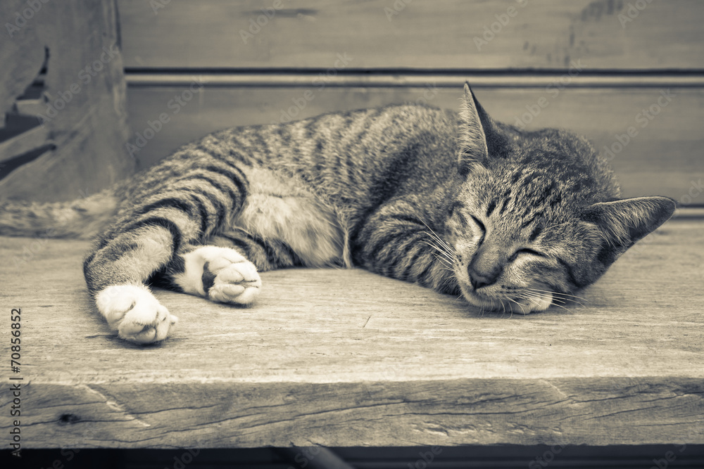 Fototapeta premium Śpiący kotek